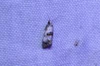 Cochylis hybridella