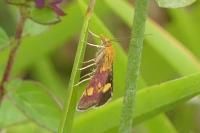 Pyrausta aurata