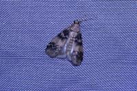 Euzophera pinguis