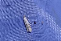 Homoeosoma sinuella