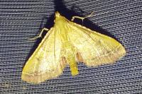 Endotricha flammealis