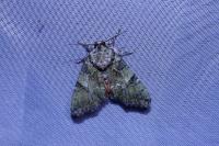 Polyphaenis sericata