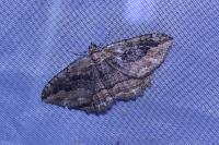 Philereme transversata