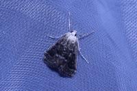 Parapoynx stratiotata