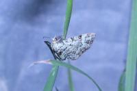 Pasiphila rectangulata