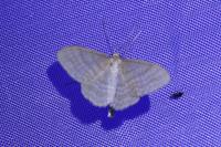 Idaea subsericeata