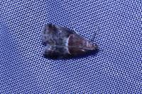 Acrobasis marmorea