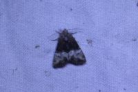 Mesoligia furuncula
