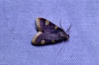 Hypsopygia costalis