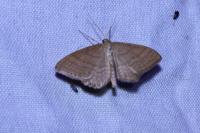 Idaea ochrata