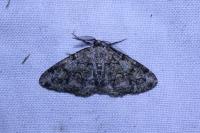 Cleorodes lichenaria
