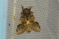 Notodonta tritophus