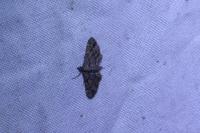 Gymnoscelis rufifasciata