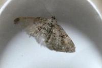 Peribatodes rhomboidaria