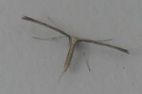 Emmelina monodactyla