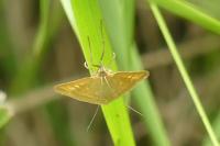 Sitochroa verticalis