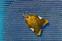 Acleris holmiana