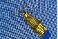 Chrysocrambus linetella
