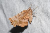 Selenia dentaria