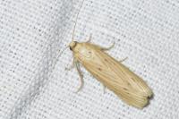 Ematheudes punctella