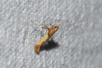 Caloptilia