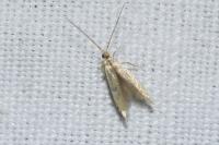 Coleophora