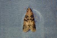 Euzophera pinguis