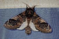 Notodonta tritophus