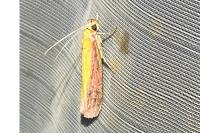 Oncocera semirubella