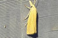 Chrysoteuchia culmella