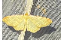 Idaea humiliata