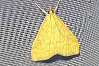 Ostrinia nubilalis