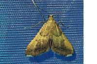 Endotricha flammealis