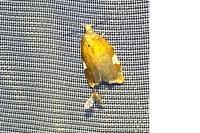 Acleris holmiana