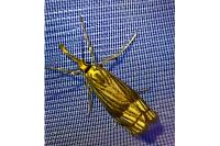 Chrysocrambus linetella