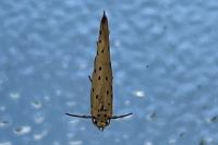 Yponomeuta