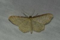 Idaea humiliata