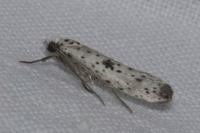 Yponomeuta plumbella