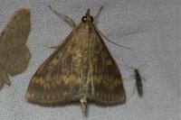 Ostrinia nubilalis