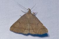 Zanclognatha lunalis