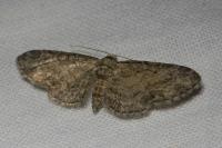 Eupithecia abbreviata