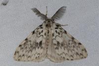 Lymantria monacha