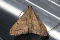 Endotricha flammealis