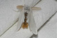 Euproctis chrysorrhoea