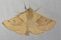 Crocallis elinguaria