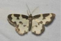 Lomaspilis marginata