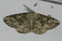 Cleorodes lichenaria