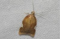 Acleris holmiana