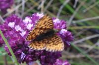 Boloria dia