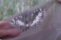 Brintesia circe